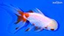 5.25" ORANDA GOLDFISH