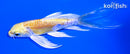 5" YAMABUKI OGON BUTTERFLY