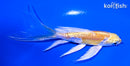 5" YAMABUKI OGON BUTTERFLY