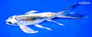 8.25" KIN KIKOKURYU BUTTERFLY