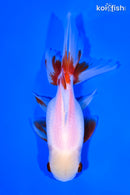 5.25" ORANDA GOLDFISH