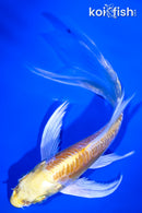 5" YAMABUKI OGON BUTTERFLY