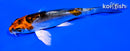 4.5" BENI KIOKURYU BUTTERFLY