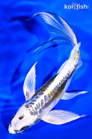 8.25" KIN KIKOKURYU BUTTERFLY