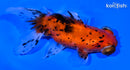 4.7" TELESCOPE FANTAIL GOLDFISH