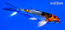 4.5" BENI KIOKURYU BUTTERFLY
