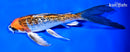 7.75" GINRIN KUJAKU BUTTERFLY