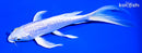 6.25" GINRIN HARIWAKE BUTTERFLY