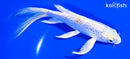 6.25" GINRIN HARIWAKE BUTTERFLY