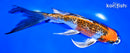 7.75" GINRIN KUJAKU BUTTERFLY