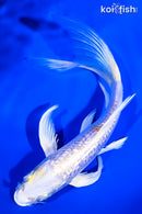 6.25" GINRIN HARIWAKE BUTTERFLY