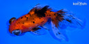 4.7" TELESCOPE FANTAIL GOLDFISH