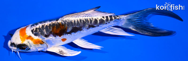 5.25" BENI KIKOKURYU BUTTERFLY