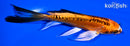 5.75" DOITSU ORENJI MATSUBA BUTTERFLY