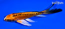 5.75" DOITSU ORENJI MATSUBA BUTTERFLY
