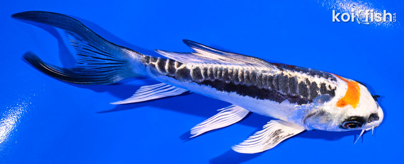 5.25" BENI KIKOKURYU BUTTERFLY