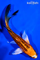5.75" DOITSU ORENJI MATSUBA BUTTERFLY