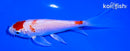 5.25" HARIWAKE BUTTERFLY
