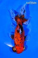 4.7" TELESCOPE FANTAIL GOLDFISH