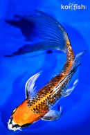 7.75" GINRIN KUJAKU BUTTERFLY
