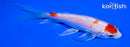 5.25" HARIWAKE BUTTERFLY