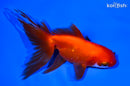 5.25" ORANDA GOLDFISH