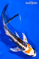 5.25" BENI KIKOKURYU BUTTERFLY