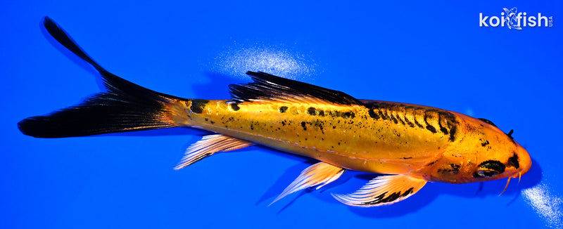 Butterfly Koi for Sale | Buy Butterfly Koi Online | Koi Fish USA