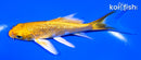 4.5" GINRIN YAMABUKI OGON BUTTERFLY