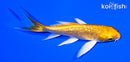 4.5" GINRIN YAMABUKI OGON BUTTERFLY