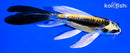 5.75" KIN KIKOKURYU BUTTERFLY