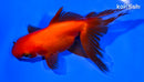 5.25" ORANDA GOLDFISH