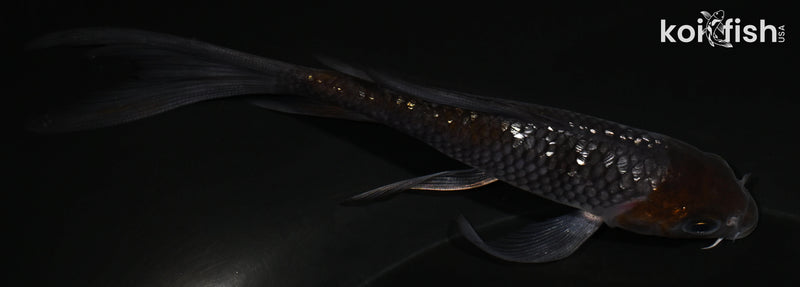 5" GINRIN OCHIBA SHIGURE BUTTERFLY