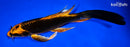 8.5" ORENJI MATSUBA BUTTERFLY