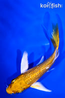 4.5" GINRIN YAMABUKI OGON BUTTERFLY