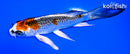 4.75" KUJAKU BUTTERFLY