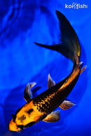 8.5" ORENJI MATSUBA BUTTERFLY