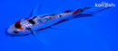 5" SANKE BUTTERFLY