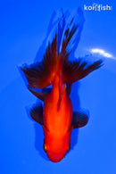 5.25" ORANDA GOLDFISH