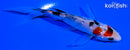 5" SANKE BUTTERFLY
