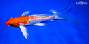 8.5" GINRIN HARIWAKE BUTTERFLY