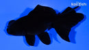 4.75" TELESCOPE FANTAIL GOLDFISH