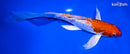 8.5" GINRIN HARIWAKE BUTTERFLY