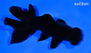 4.75" TELESCOPE FANTAIL GOLDFISH