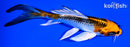 5.25" KUJAKU BUTTERFLY