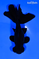 4.75" TELESCOPE FANTAIL GOLDFISH