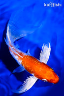 8.5" GINRIN HARIWAKE BUTTERFLY