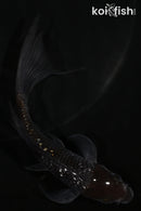 5" GINRIN OCHIBA SHIGURE BUTTERFLY