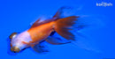 5.75" TELESCOPE FANTAIL GOLDFISH