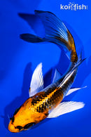 5.25" KUJAKU BUTTERFLY
